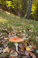 Image of Amanita