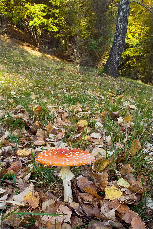 Image of Amanita