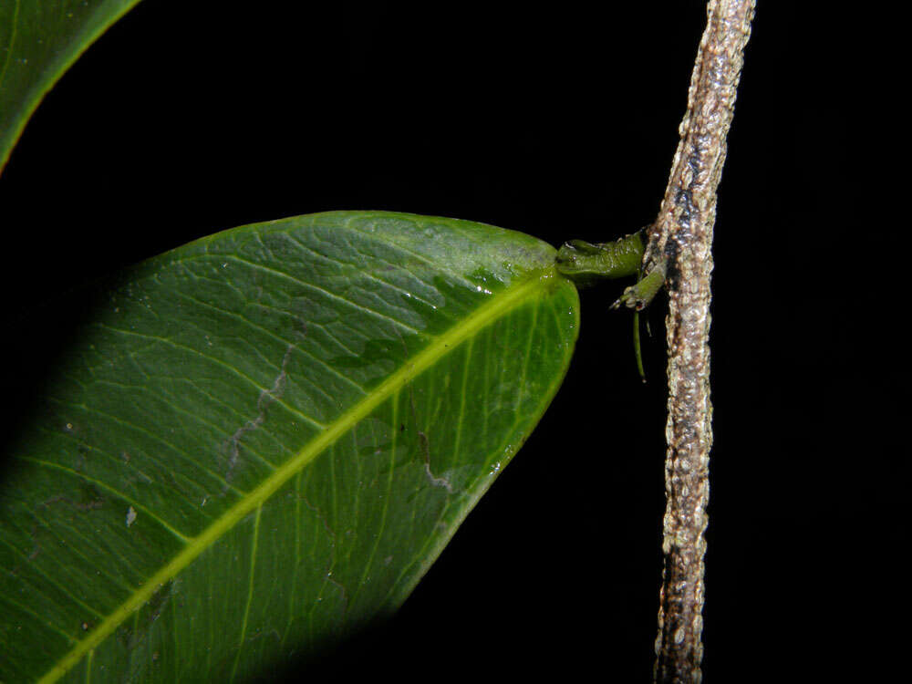 Plancia ëd Swartzia simplex var. continentalis Urb.