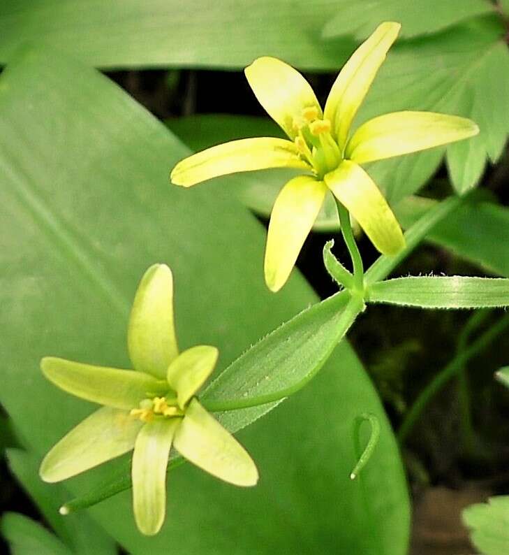 Image of yellow star of Bethlehem