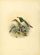 Image of Cinnyris Cuvier 1816