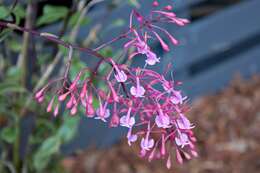 Image of Epidendrum capricornu Kraenzl.