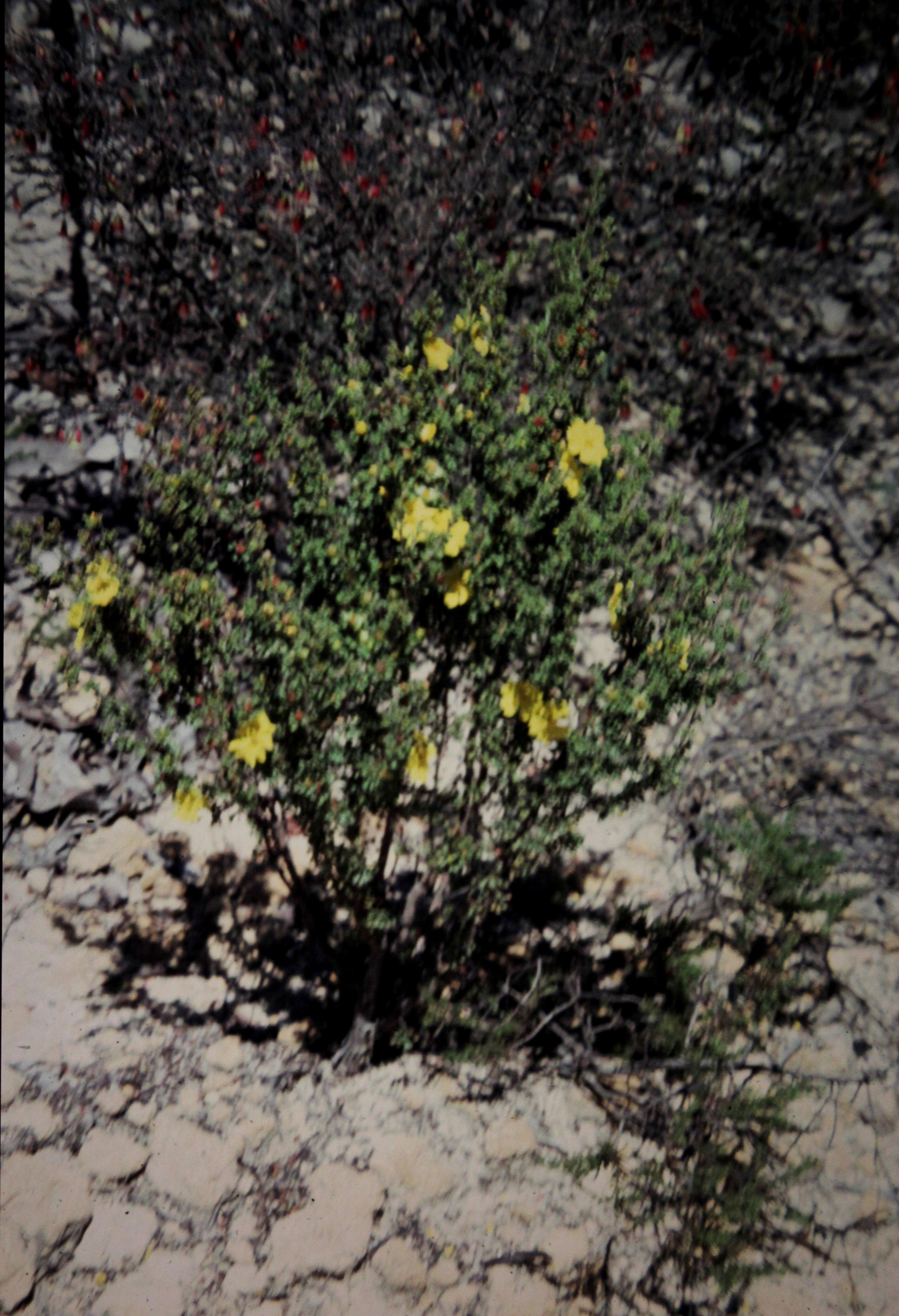 Image of Hibbertia circumdans B. J. Conn