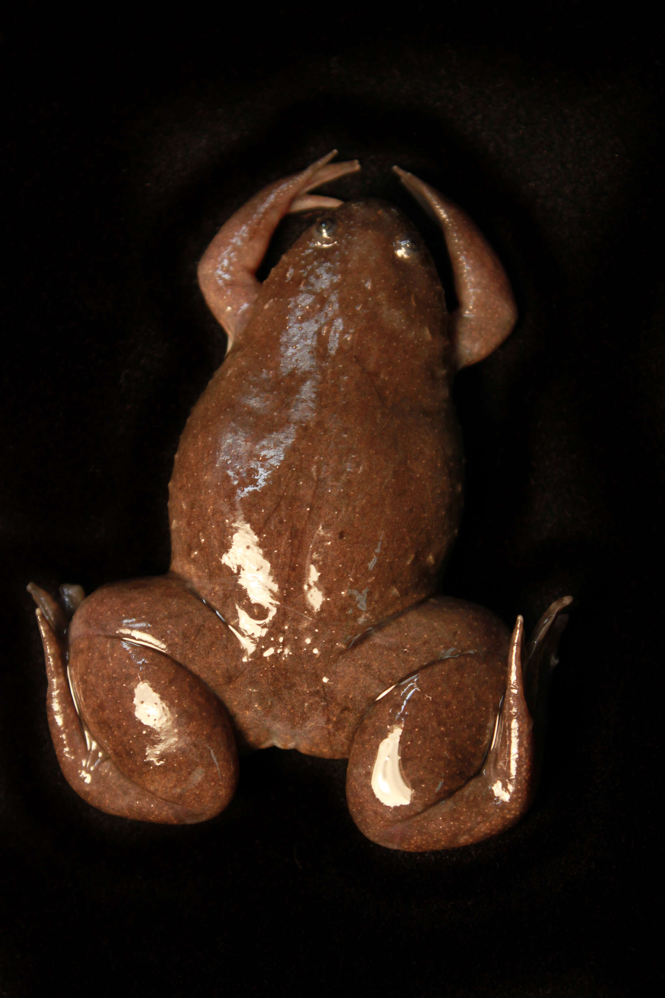 Image of Common Clawed Frogs