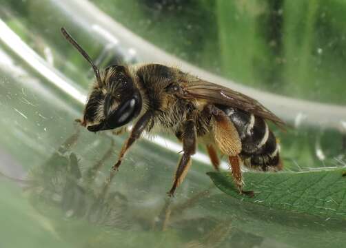 Image of Andrena ovatula (Kirby 1802)