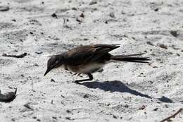 Image of Cape Wagtail