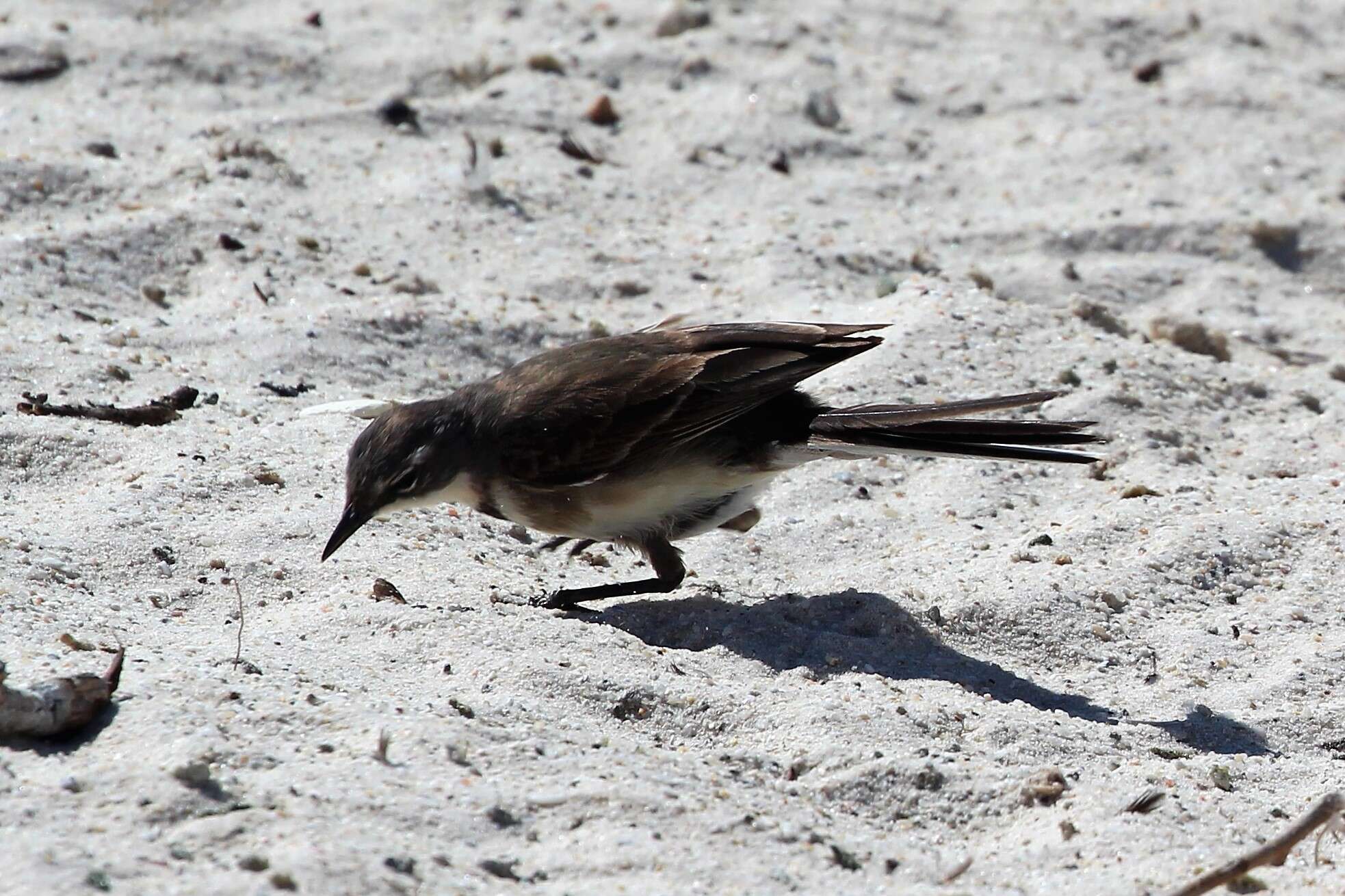 Image of Cape Wagtail