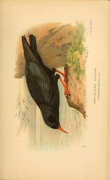 Image of Alpine Chough