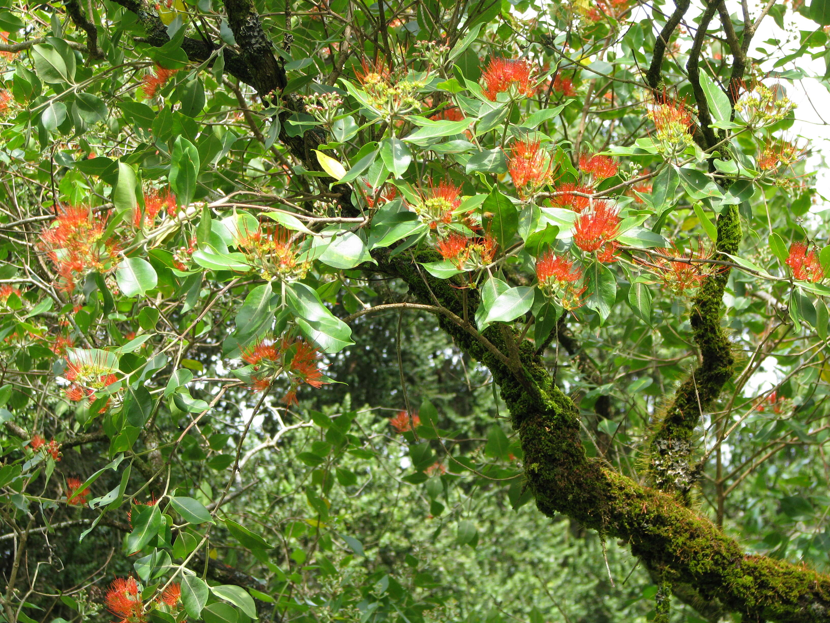 Image of lehua