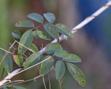 Image of Elliott's Milk-Pea