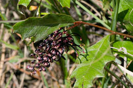 Imagem de Grevillea scortechinii (F. Müll. ex Scort.) F. Müll.