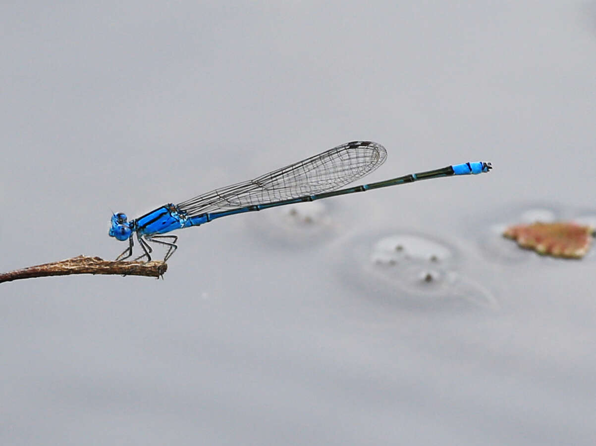 Pseudagrion microcephalum (Rambur 1842) resmi