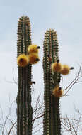 Image of Cactaceae