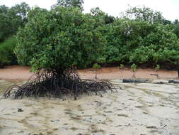 Image of Long-style stilt mangrove