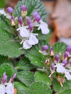Слика од Teucrium pyrenaicum subsp. pyrenaicum