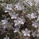 Image of Great Basin langloisia