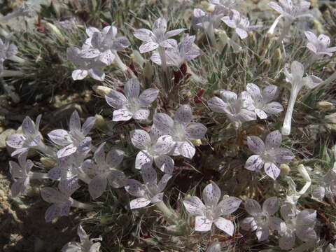 Image of Great Basin langloisia