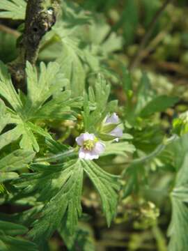 Image of geranium