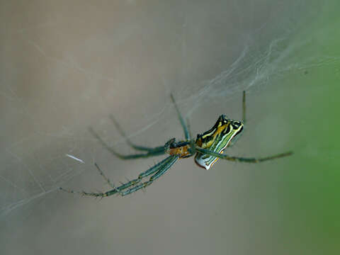 Image of Basilica Orbweaver