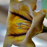 Image of chalice vine