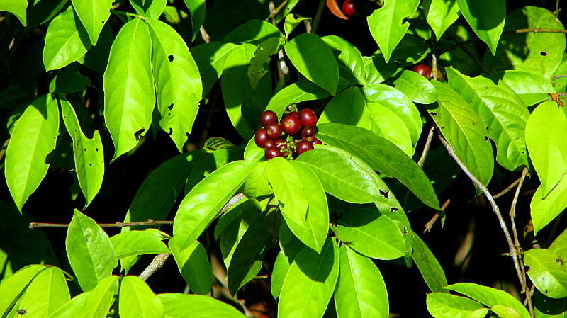 Image of Siparuna guianensis Aubl.