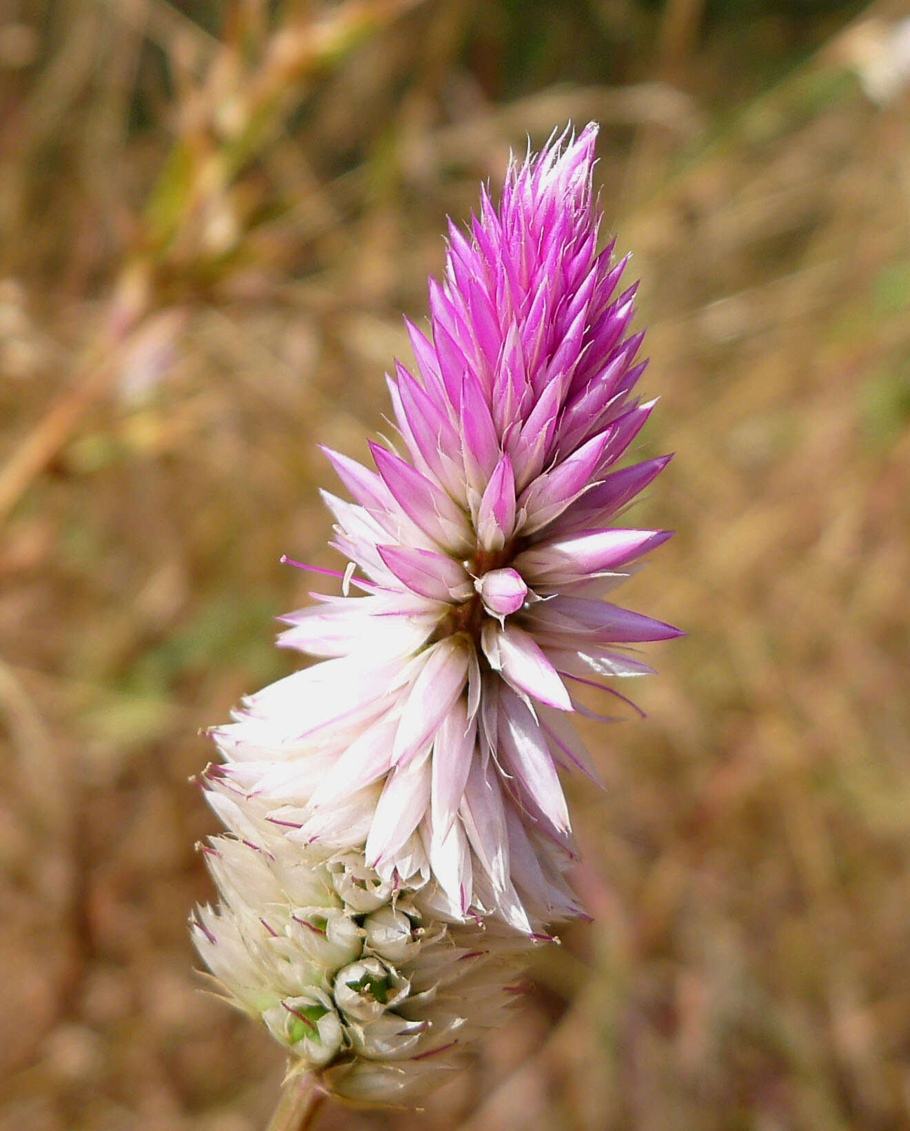 Imagem de Celosia argentea L.