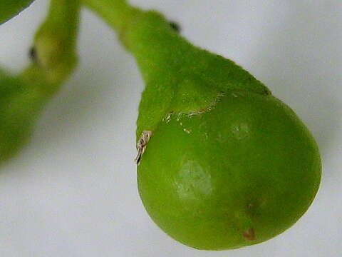 Image of Banara parviflora (A. Gray) Benth.