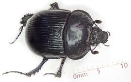 Image of Typhaeus