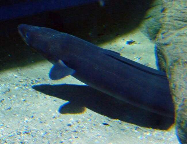 Image of Conger Eel