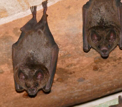 Image of short-tailed fruit bat