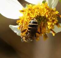 Image of Halictus poeyi Lepeletier 1841