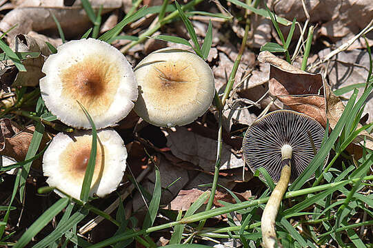 Image of Psilocybe