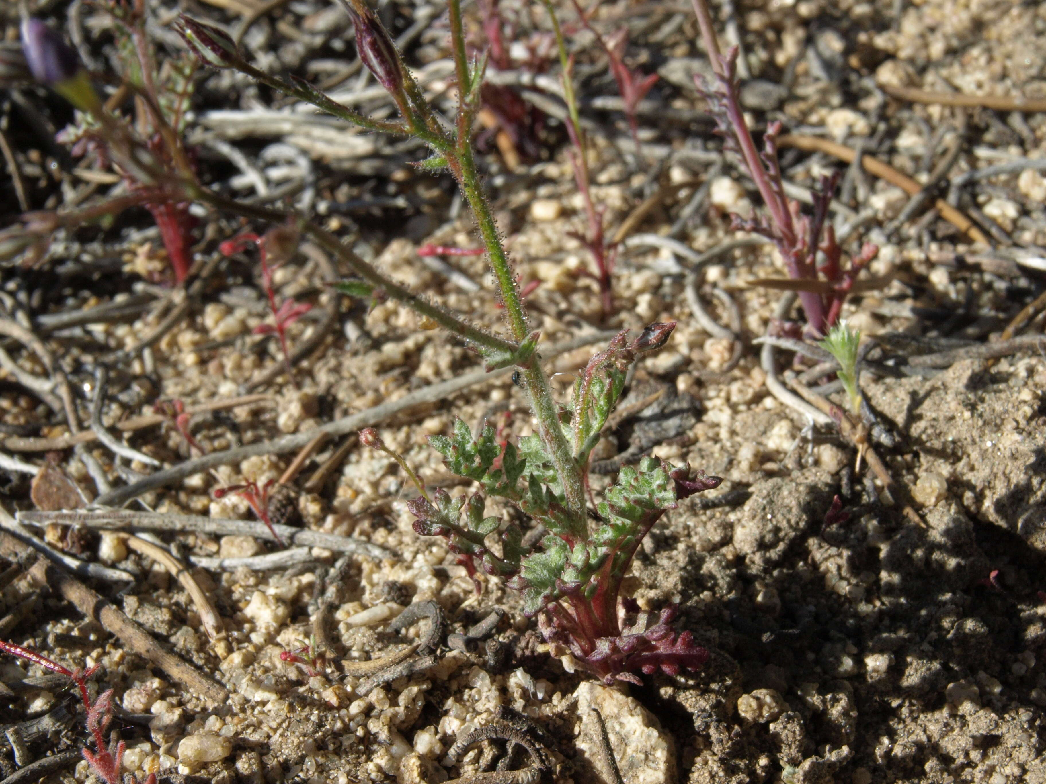 Image of eyed gilia