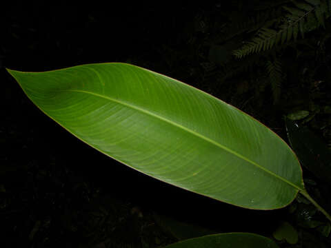 Image of wild plantain