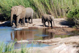 Image of African bush elephant