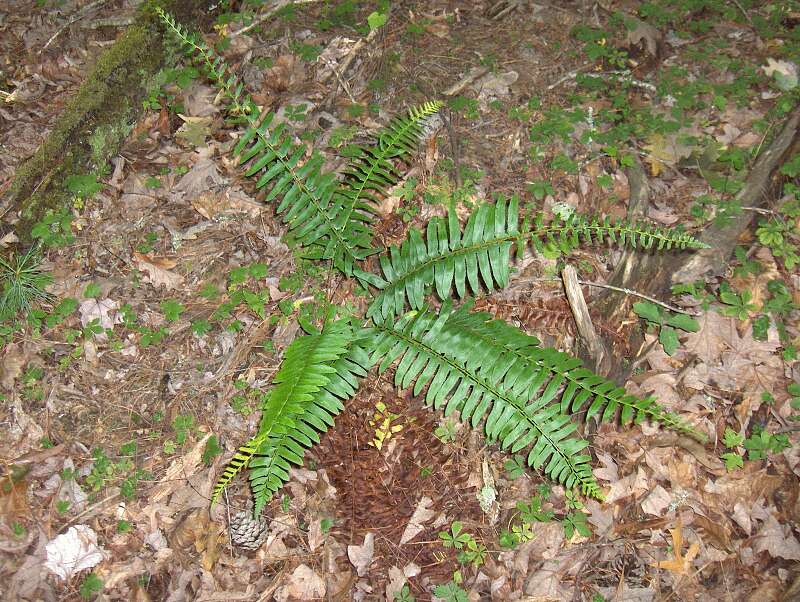 Image of hollyfern