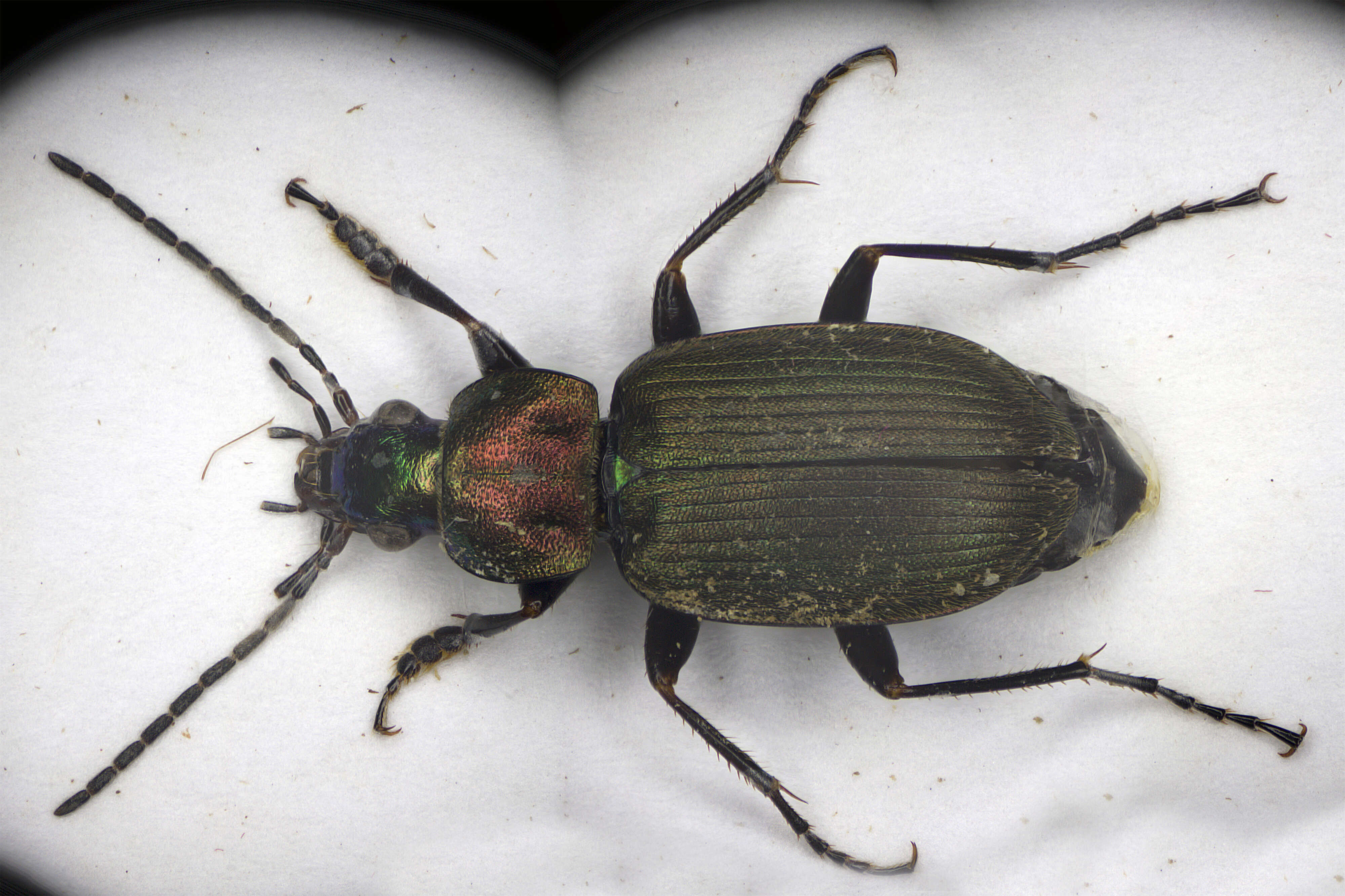 Image of Vivid Metallic Ground Beetles