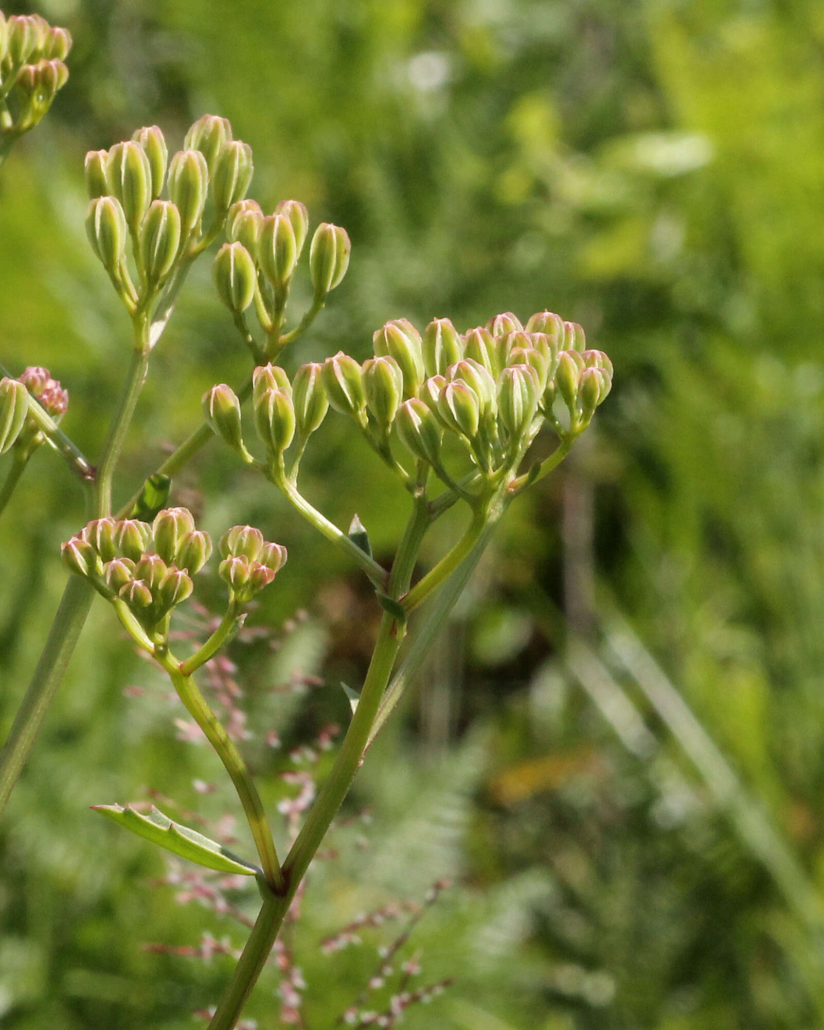 صورة Arnoglossum floridanum (A. Gray) H. Robinson