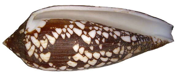 Image of cone snails