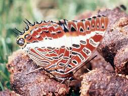 Image of Charaxes brutus