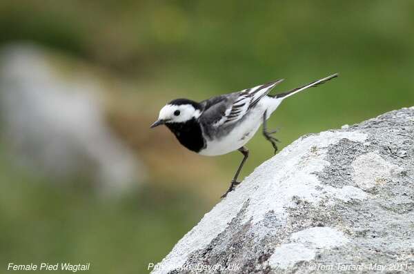 Image of Pied Wagtail and White Wagtail