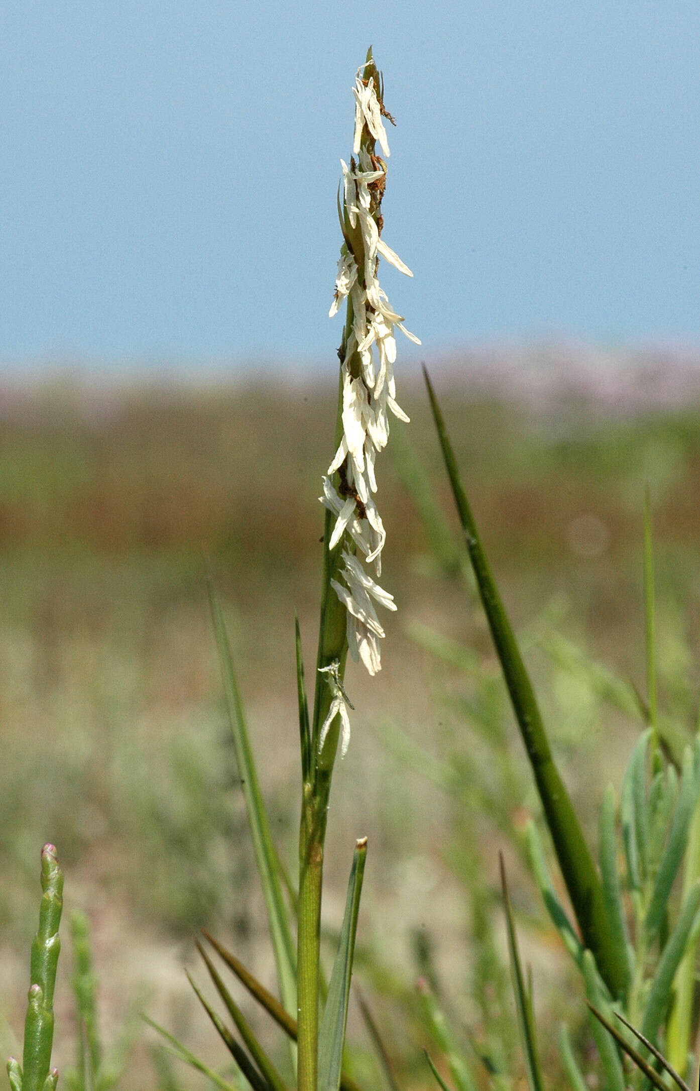 Image of dropseed