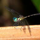 Imagem de Tetrathemis irregularis Brauer 1868