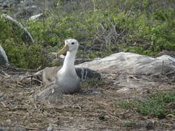 Image of North Pacific albatross