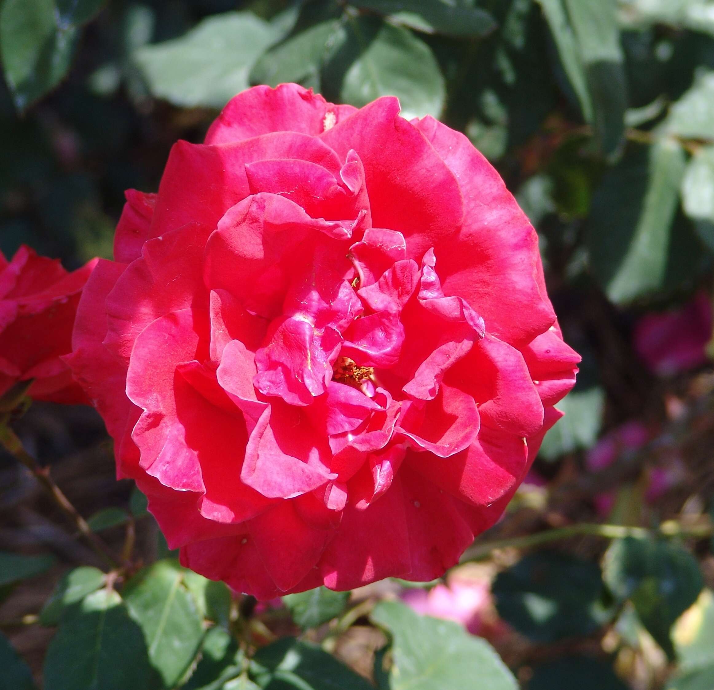 Image of Rosa