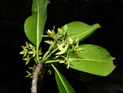 Image of mangrove