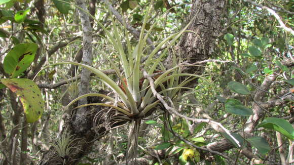 Sivun Tillandsia utriculata L. kuva