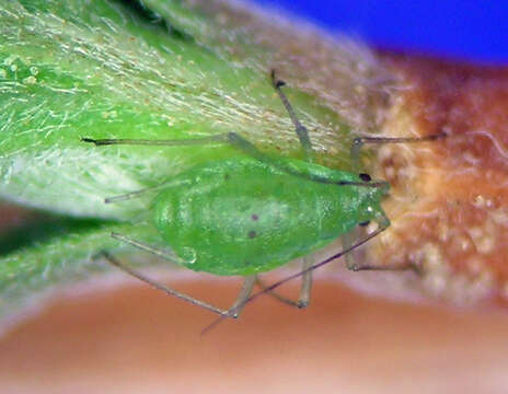 Image of Macrosiphum