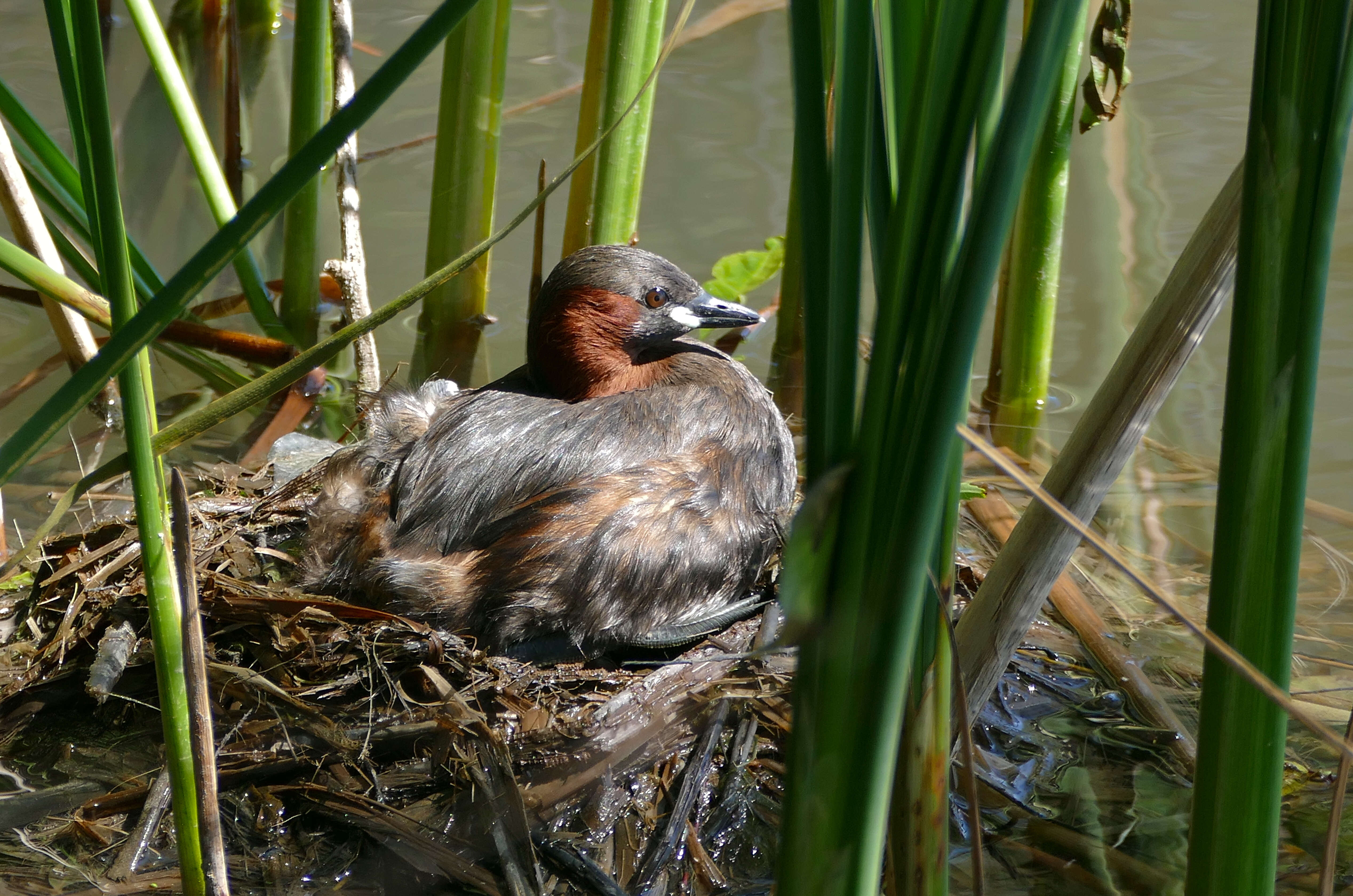 Image of Little Grebe