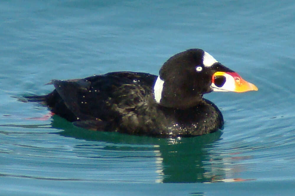 Image of scoter